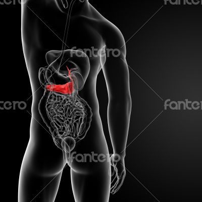 Pancreas and Gallbladder