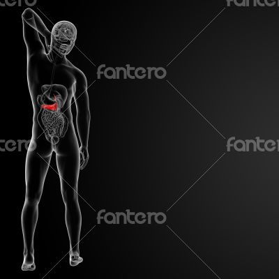 Pancreas and Gallbladder