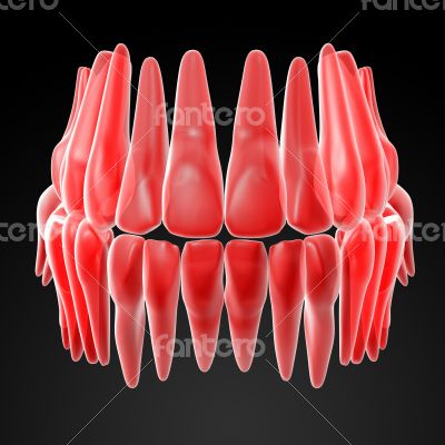 human teeth