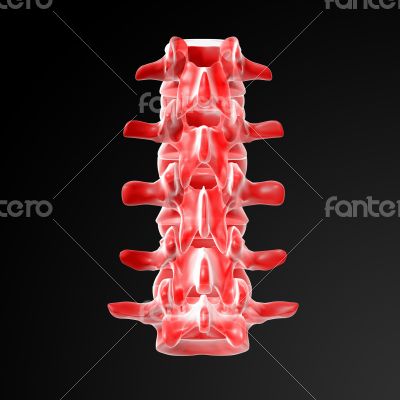lumbar