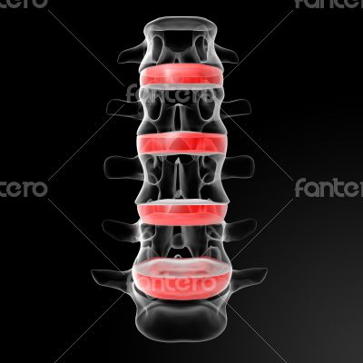 intervertebral discs