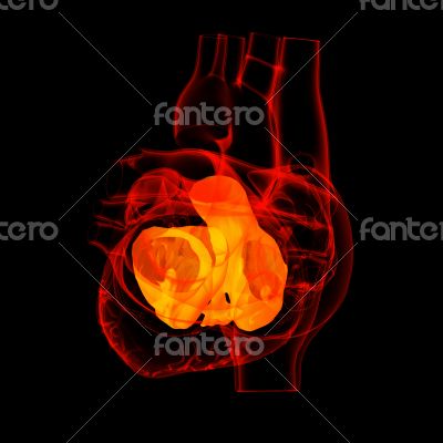 3d render Heart atrium - back view