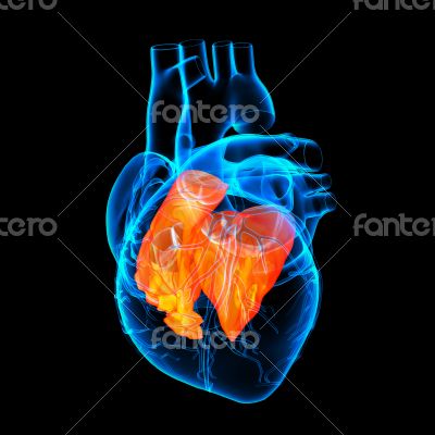 3d render Heart atrium - side view