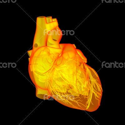 Red human heart - anatomy
