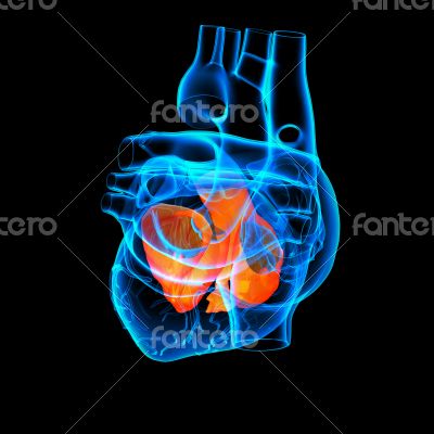 3d render Heart atrium - side view