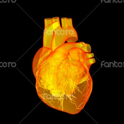 Red human heart - side view