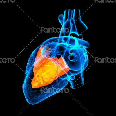 3d render Heart atrium - back view