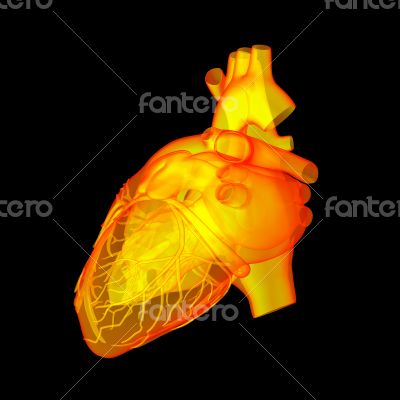 Red human heart - back view