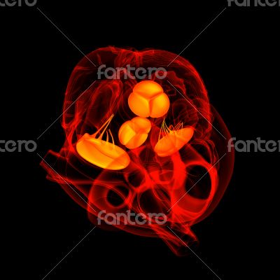 3d render Heart valve - top view