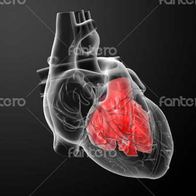 3d render Heart atrium - front view