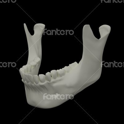 jaw bone