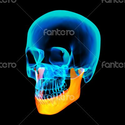3d rendered illustration - jaw bone