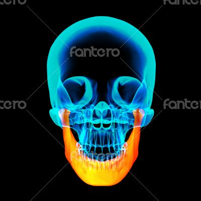 3d rendered illustration - jaw bone 