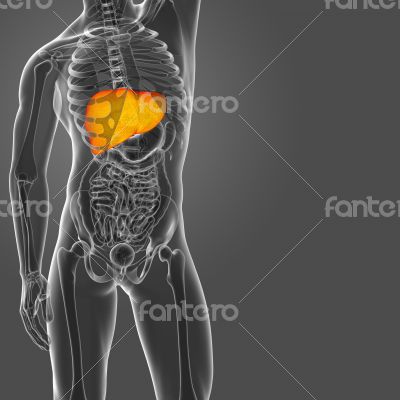 Human digestive system liver