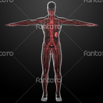 lymphatic system - front view