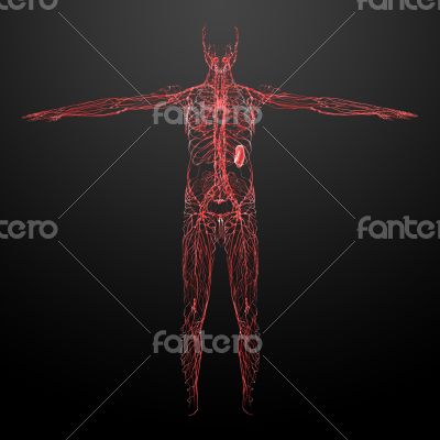 lymphatic system - front view