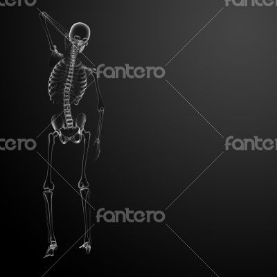 3d render Skeleton X-rays - back view