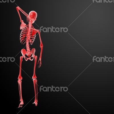3d render Skeleton X-rays