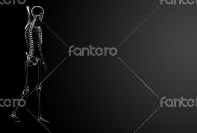 3d render Skeleton X-rays - side view