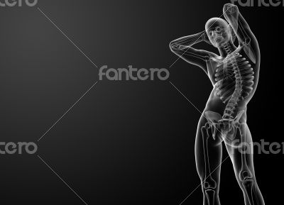 3d rendered skeleton