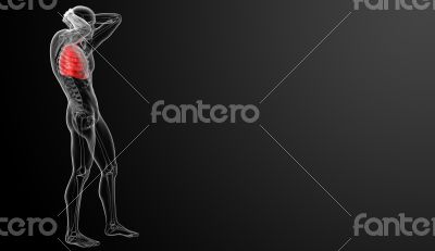 Human respiratory system in x-ray view
