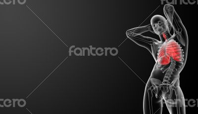 Human respiratory system in x-ray view
