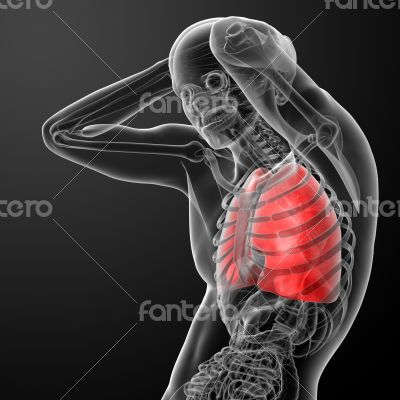 Human respiratory system in x-ray