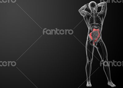 Human digestive system large intestine
