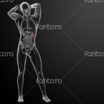 3d rendered illustration of kidneys - front view