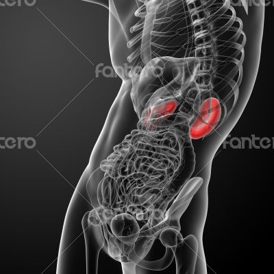 3d rendered illustration of kidneys 