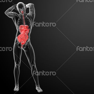 Human digestive system