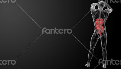 Human digestive system  - back view