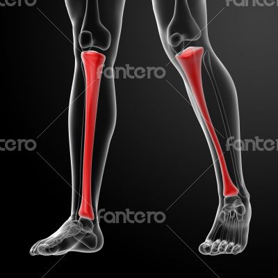 3d render illustration tibia 