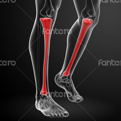 3d render illustration tibia 