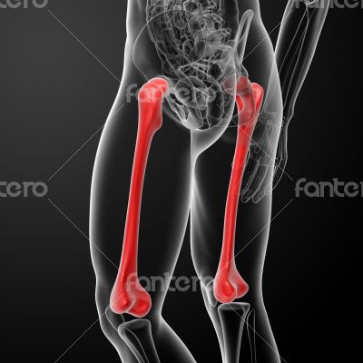 the femur