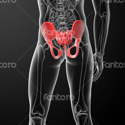 illustration of human pelvis