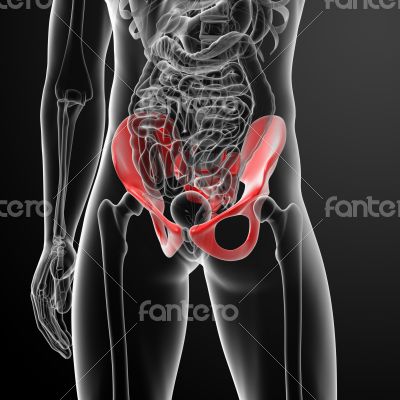 illustration of human pelvis