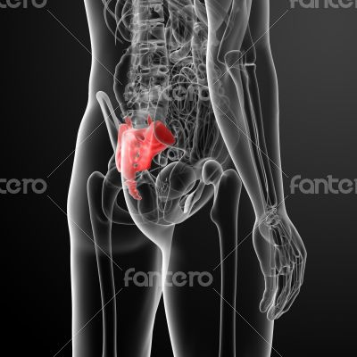 3d render illustration sacrum bone