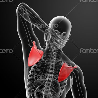 3d render illustration  scapulabone
