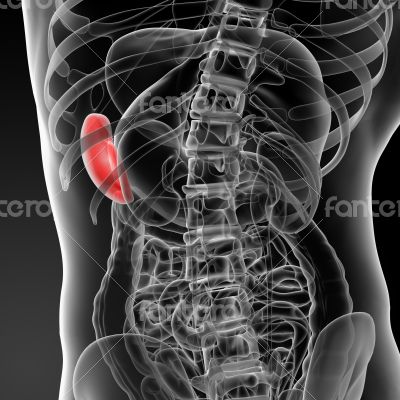 Anatomy of the Spleen