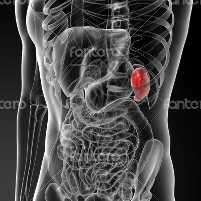 Anatomy of the Spleen