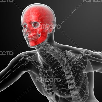 Human skull X ray in red 