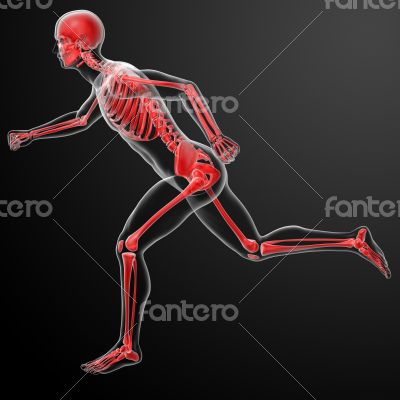 running skeleton by X-rays in red 