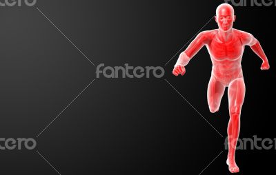 Running human anatomy by X-rays in red