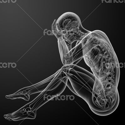 3d render Human anatomy 