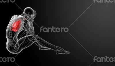 3D medical illustration - lungs side view