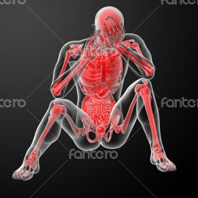 3d render Human antomy