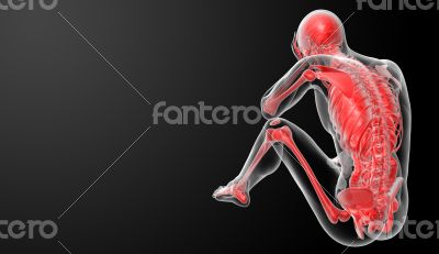 3d render Human antomy