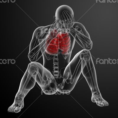 3D medical illustration - lungs front view