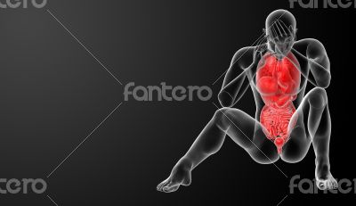 digestive system and Respiratory system